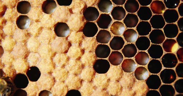 Detailed view of honeycomb structure with visible beeswax and honey, perfect for illustrating concepts related to honey production, beekeeping, or nature aesthetics. Suitable for educational materials, articles on entomology, or decorative uses in natural themes.