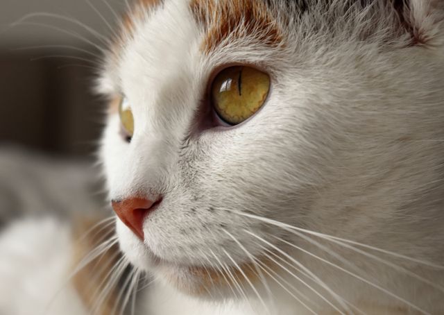 Close-Up of Calico Cat with Yellow Eyes - Download Free Stock Photos Pikwizard.com