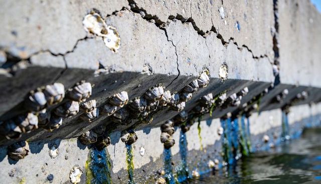 Barnacle colonies clinging to cracked concrete seawall with algae streaks and tidal water