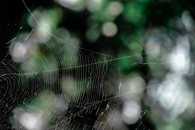 Intricate Spider Web with Dew Drops in Forest Setting - Download Free Stock Photos Pikwizard.com