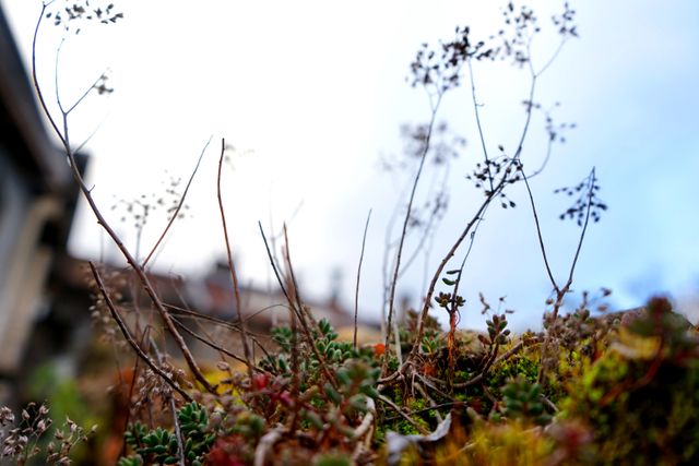 Low Angle View of Overgrown Vegetation and Dry Plants - Download Free Stock Photos Pikwizard.com