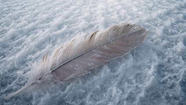 Giant pale feather resting on frosty packed snow with crystalline ice detail