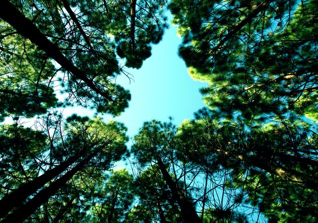 View upwards towards tall pine trees creating a circular opening to clear blue sky. Bright green needles contrast with serene blue sky as sunlight filters gently through the foliage. Perfect for concepts related to nature, tranquility, and outdoor adventures. Ideal for backgrounds, environmental projects, and outdoor lifestyle contexts.
