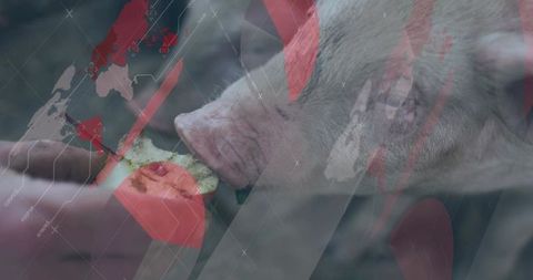 Pig snout pressing into bitten apple with abstract world map overlay, rustic barnyard closeup