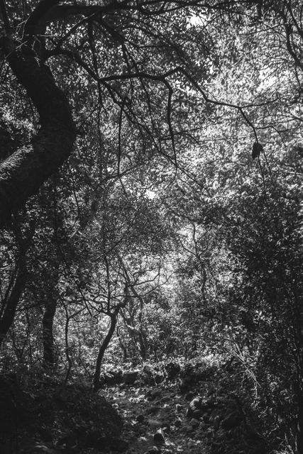 Dense forest scene with dappled sunlight breaking through the trees. Captured in monochrome, this image evokes a sense of tranquility and peacefulness. Ideal for nature-themed prints, meditation space decoration, outdoor activity promotions, or conservation awareness materials.