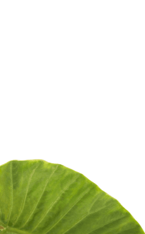 Vibrant green leaf on transparent background