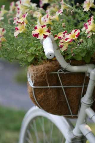 Vintage bicycle carrying flower basket overflowing with pink-edged yellow petunias