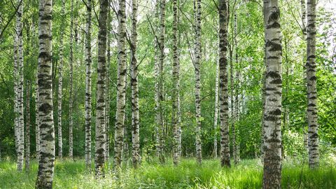 Lush Birch Forest with Bright Green Foliage in Spring
