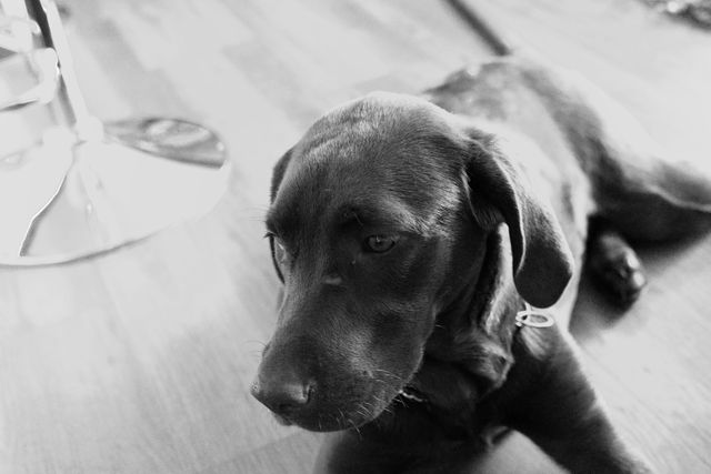 Black Labrador puppy resting on wooden floor, in a black and white photograph. Puppy looks relaxed and calm. Suitable for use in websites, pet advertisements, pet care products, or social media posts about dogs or pets.