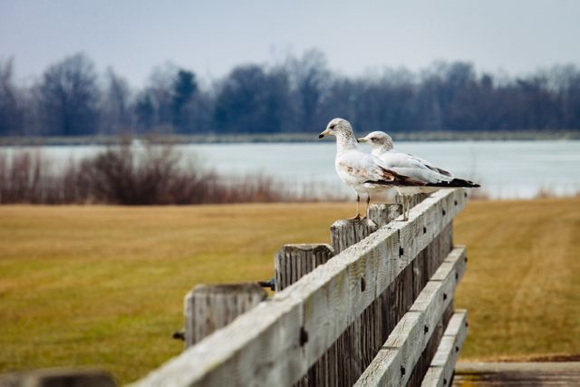 Two Seagulls Perched on Wooden Fence Overlooking Lake - Download Free Stock Photos Pikwizard.com