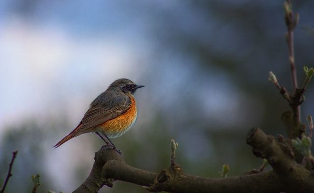Beautiful Songbird Perched on Tree Branch in Nature - Download Free Stock Photos Pikwizard.com