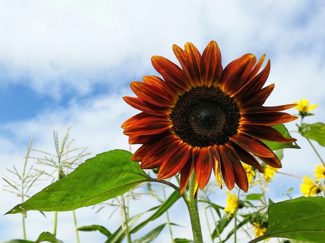 Bright orange sunflower against a cloudy sky - Download Free Stock Photos Pikwizard.com