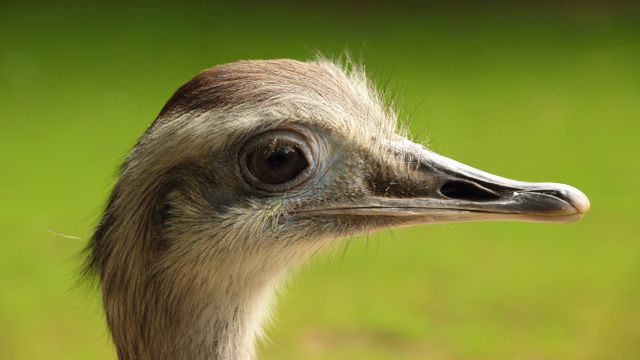Close-up profile of an ostrich showcasing detailed features of its head, expressive eye, and beak against a blurred green background. Ideal for use in nature and wildlife articles, educational material, animal behavior studies, bird identification guides, and zoos looking to highlight their aviary inhabitants.