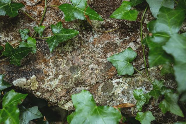 This image shows a stone wall partially covered with green ivy leaves, creating a natural and rustic texture. Ideal for use in backgrounds, nature-themed designs, or as a decorative element in presentations and websites.