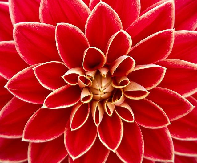Macro shot of red dahlia flower with vibrant petals arranged in a symmetrical pattern. Perfect for use in botanical studies, floral designs, nature-themed decor, or garden-related projects. The vivid colors and intricate details make it suitable for art prints and backgrounds.