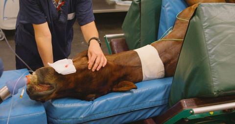 Veterinarian Performing Surgery on Horse in Hospital Setting