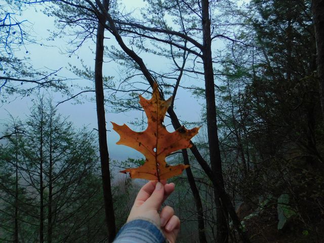 Hand Holding Brown Oak Leaf in Misty Forest - Download Free Stock Photos Pikwizard.com