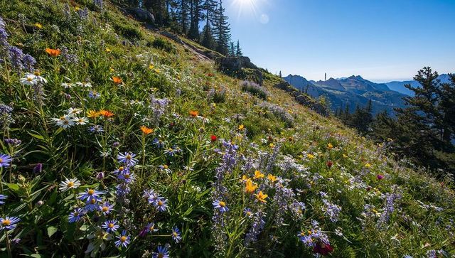 Sunlit alpine wildflower meadow blooming on rocky mountain slope overlooking pine ridge