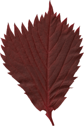 amber fall leaf transparent png on clear background - Download Free Stock Videos Pikwizard.com