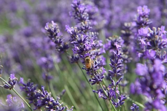 Honeybee collecting nectar from vibrant purple lavender flowers in full bloom. Ideal for themes encompassing pollination, gardening, biodiversity, and summertime. Applicable for educational materials, nature blogs, and botanical studies.