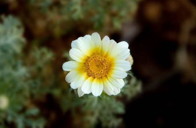 Yellow and White Petaled Flower - Download Free Stock Photos Pikwizard.com