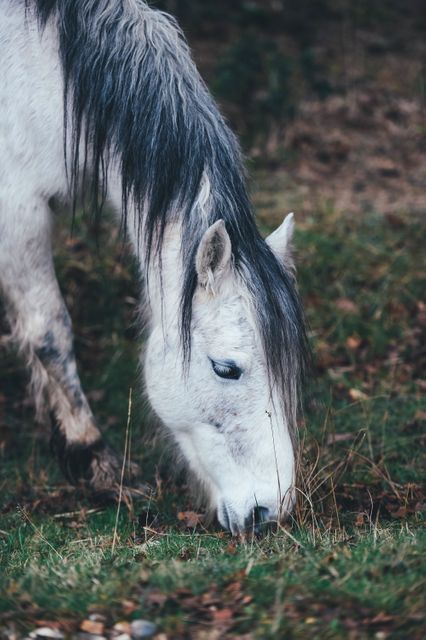 White horse with black mane grazing in serene meadow. Ideal for content on nature, countryside life, animal behavior, and outdoor activities.