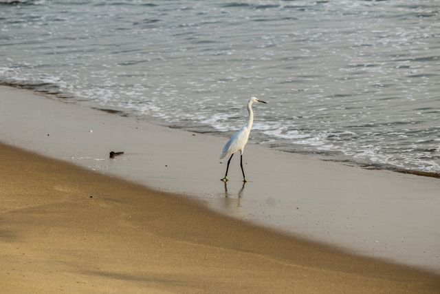 Egret standing on sandy beach near ocean waves. The bird calmly waits near the water, creating a tranquil coastal scene. Perfect for use in nature, wildlife, or coastal themes in travel/lifestyle blogs, websites, and environmental campaigns.