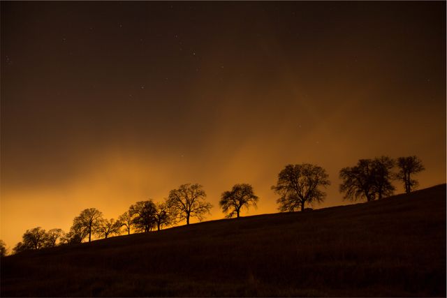 Silhouetted Trees Against a Glowing Night Sky - Download Free Stock Photos Pikwizard.com