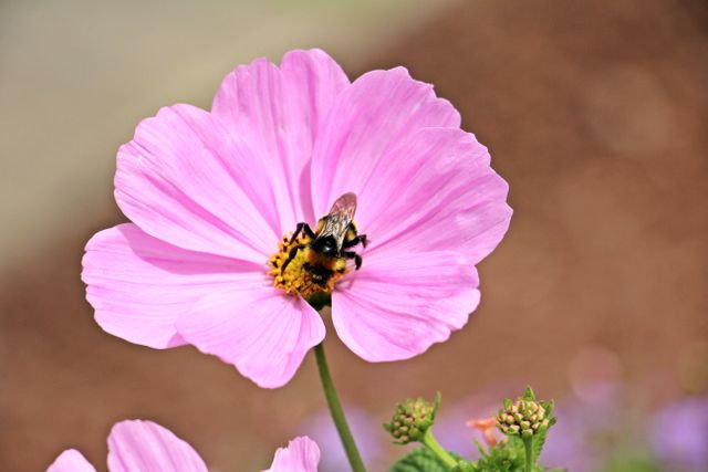 Bee is collecting nectar from a vibrant pink cosmos flower in full bloom. Ideal for illustrating pollination, gardening, nature, and springtime. Useful for educational materials, environmental campaigns, gardening blogs, and floral decorations.