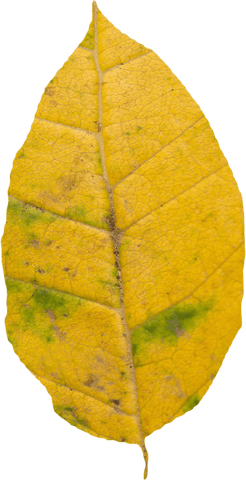 Yellow Autumn Leaf with Green Spots on Transparent Background - Download Free Stock Videos Pikwizard.com