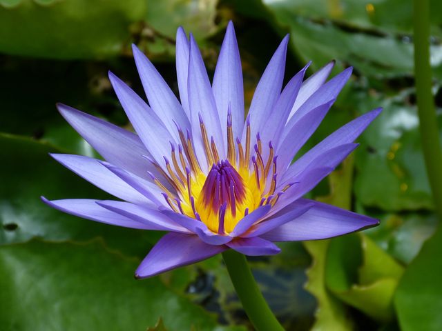 Close-up of Blooming Purple Water Lily with Yellow Center - Download Free Stock Photos Pikwizard.com