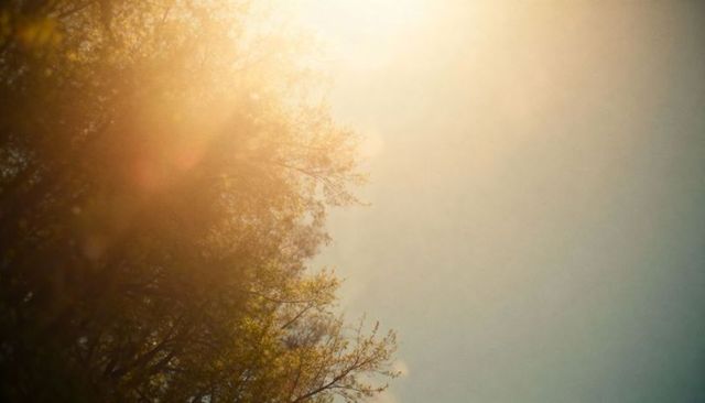 Sunlit tree canopy with warm lens flare and soft sky gradient for copy space and background