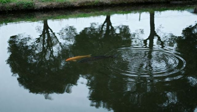 Golden koi and dark carp swimming under tree reflections with rippling pond circles