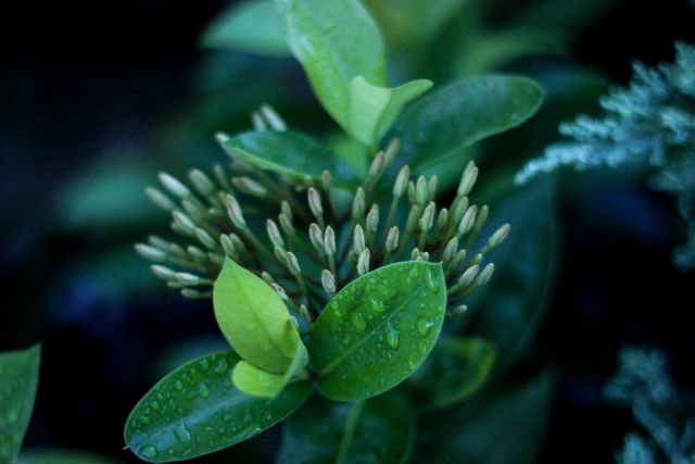 Close-up of green leaves and flower buds with morning dew drops. Ideal for nature, growth, and freshness concepts in environmental campaigns, gardening publications, or wellness blogs. Emphasizes the beauty and detail of plant life.