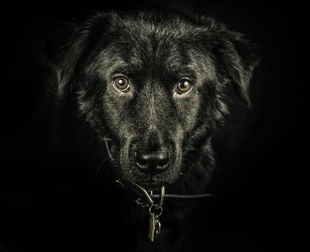 Close-up of a black dog featuring its sad, soulful eyes against a dark background. The image highlights the detailed texture of the dog's fur and the collar it is wearing. Ideal for use in websites, promotional materials, or veterinary office decor emphasizing pet care, emotional connection with animals, and pet adoption campaigns.
