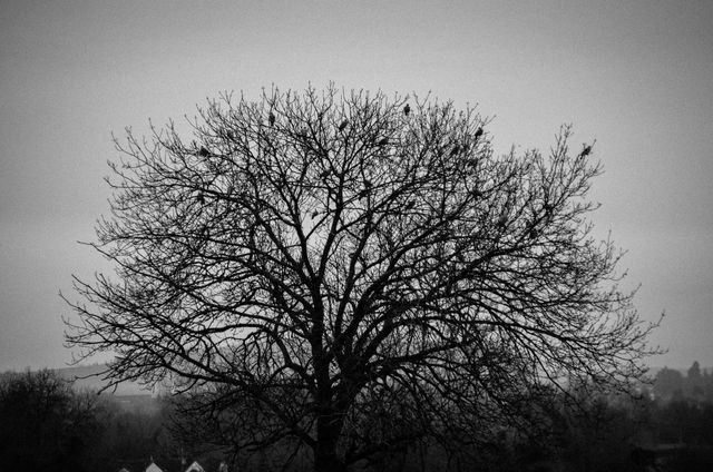 This image portrays a leafless tree standing alone under an overcast sky, offering a haunting and melancholic mood. Useful for themes related to loneliness, winter, and seasonal changes. Ideal for background images, environmental topics, or artistic projects exploring themes of isolation and bleakness.