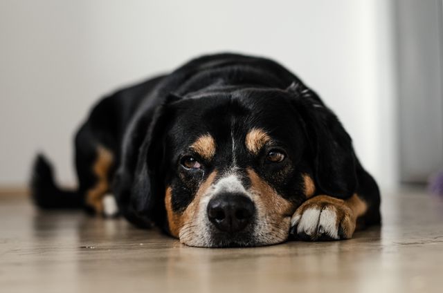 Tired Dog Resting on Floor with Sad Expression - Download Free Stock Photos Pikwizard.com