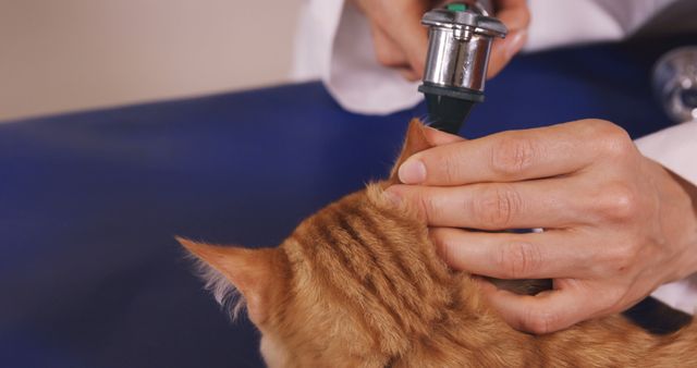 Vet checking the ears of a cat in the clinic