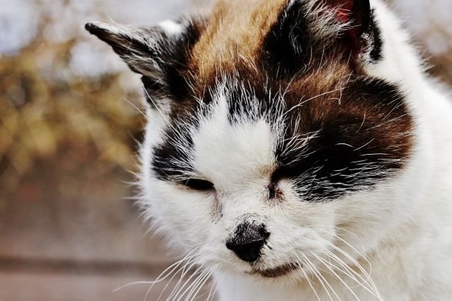 Calico Cat with Pensive Expression Close-Up - Download Free Stock Photos Pikwizard.com