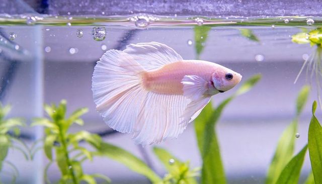 Pale pink betta fish swimming with flowing veil tail in planted aquarium closeup macro