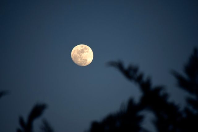 Full Moon in Clear Night Sky with Silhouetted Tree Branches - Download Free Stock Photos Pikwizard.com