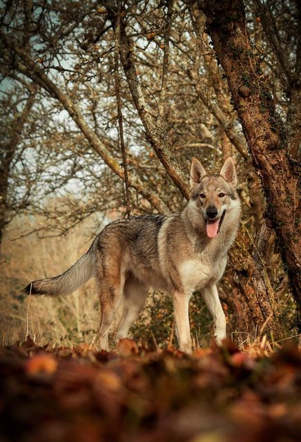 Majestic Wolfdog Standing in Autumn Forest - Download Free Stock Photos Pikwizard.com