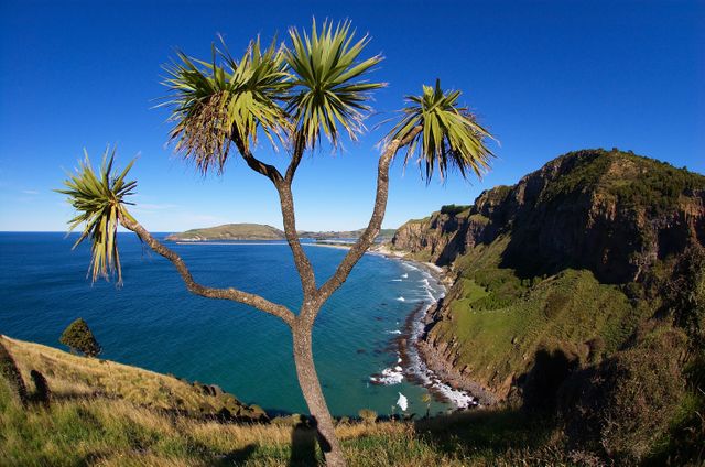 Breathtaking coastal landscape featuring a unique Yucca tree situated on a cliffside overlooking a sprawling ocean view. The vibrant blue sky blends seamlessly with the ocean's blue, while lush greenery adorns the rugged terrain. Ideal for travel-focused content, nature and adventure publications, coastal conservation projects, and scenic calendars.