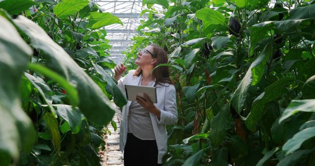 A middle-aged Caucasian woman, a scientist or agronomist, is inspecting plants in a greenhouse while holding a clipboard, with copy space. Her focused examination of the foliage suggests she is analyzing plant health or conducting agricultural research.