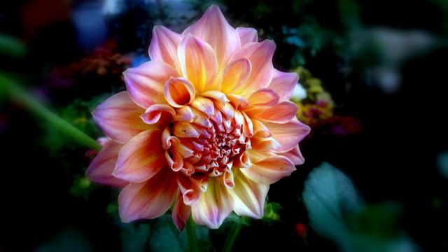 Close-Up of Vibrant Dahlia Flower in Full Bloom - Download Free Stock Photos Pikwizard.com