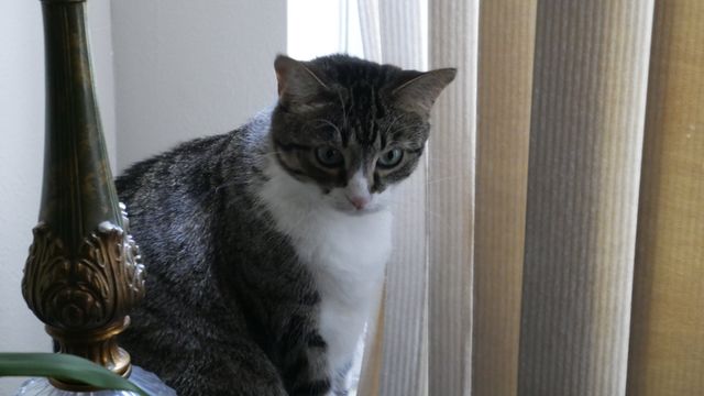 Tabby cat sitting peacefully by window with vertical blinds, gazing intently. Perfect for themes related to pets, home interiors, and relaxing domestic life. Ideal for use in blog posts, pet care articles, or promotional materials for pet-related products.