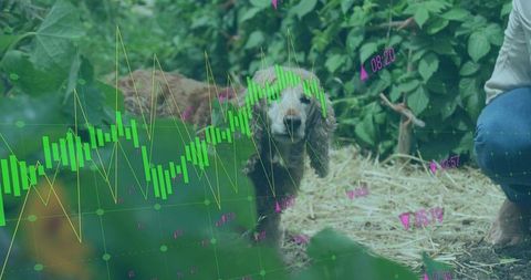 Brown spaniel standing on straw in rustic garden with green candlestick chart overlay