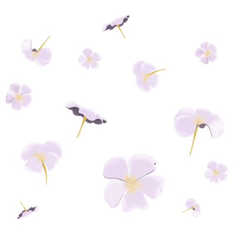 Abstract purple plumeria blossoms on transparent background for elegance