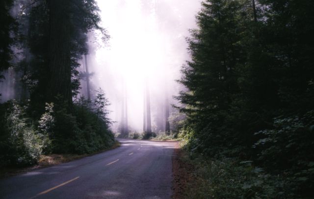 Quiet road winding through dense forest covered in morning fog. Ideal for travel blogs, nature tourism advertisements, meditation and relaxation imagery. Suggests peaceful journey and connection with nature.