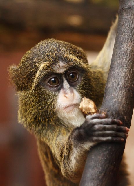 Young monkey climbing a branch while holding a snack. Perfect for wildlife studies, nature-themed projects, educational materials, and promoting wildlife conservation.